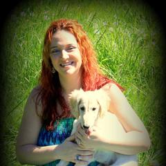 Saluki Puppies from Kushiel Salukis