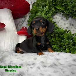 Kingsley - Black and tan male Dachshund puppy in Wooldridge, Missouri from Royal Bloodline Canines