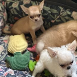 Nina - Chocolate sabled fawn female Chihuahua puppy in Allentown, Pennsylvania from Tsunami Cockers & Chihuahuas