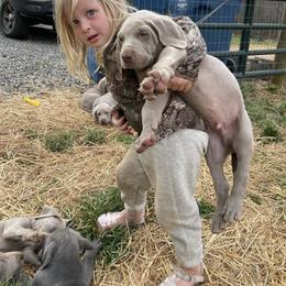 Orange Boy - Silver gray male Weimaraner puppy in Granite Falls, North Carolina from Pups and Pastures- Weimaraners