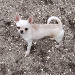 Diesel - Chihuahua