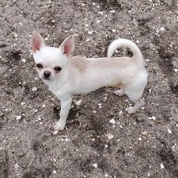Diesel - Chihuahua