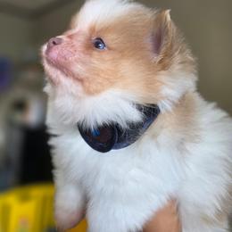 Bon Jovi - Orange parti male Pomeranian puppy in Smithville, Texas from Lafary Poms