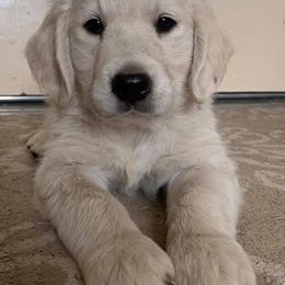 Golden Retrievers from Dutchess Dolly of the Palouse