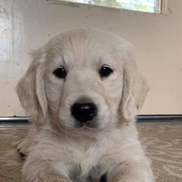 Golden Retrievers from Dutchess Dolly of the Palouse