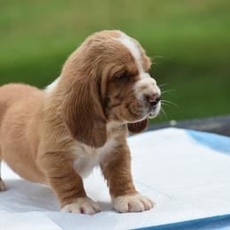 Viper - Mahogany and white male Basset Hound puppy in Springfield, Missouri from Baylee’s Bassets