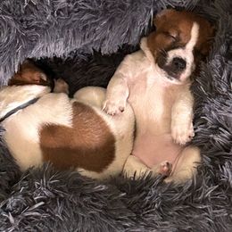 Russell Terrier Puppies from Claddagh Pastures