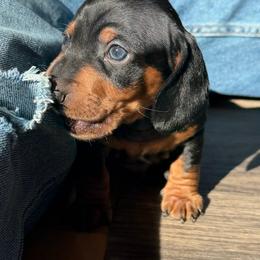 Truffle Boy - Black and tan male Dachshund puppy in Rutherfordton, North Carolina from Ziva's Friends