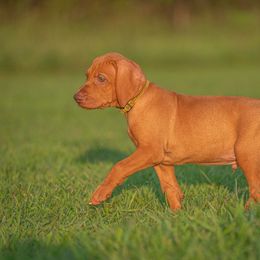 German Shorthaired Pointer and Vizsla Puppies from Nosam Kennels