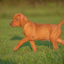 German Shorthaired Pointer and Vizsla Puppies from Nosam Kennels