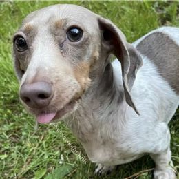 Dachshunds from Sweettooth Minis