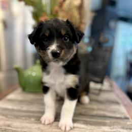 Boy 4 - Black tri-color male Australian Shepherd puppy in Eustis, Florida from AUSSIELIFEFARMS, LLC