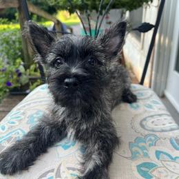 Beautiful Cream Brindle Boy - Cream brindle male Cairn Terrier puppy in Blaine, Tennessee from Rose Brier Pembroke Welsh Corgis