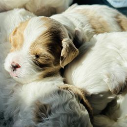 Cavapoo Puppies from The Little Park Farm