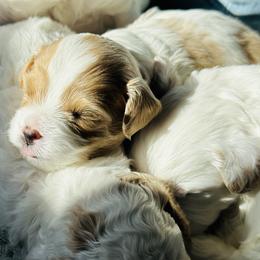 Cavapoo Puppies from The Little Park Farm