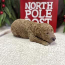 NEVE - Apricot male Poodle puppy in Monetta, South Carolina from Moonrise Poodles