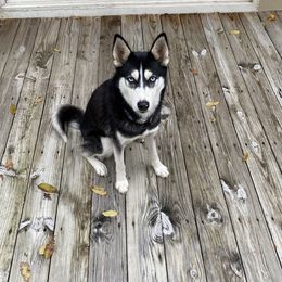 Moose - Siberian Husky