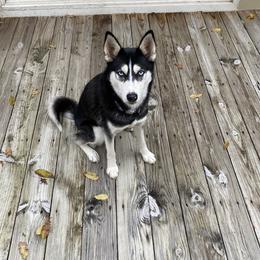 Moose - Siberian Husky