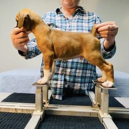 Light Blue - Fawn male Boxer puppy in Butler, Pennsylvania from Schaible's Boxer Huddle