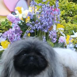 JULIEANNA - Pekingese