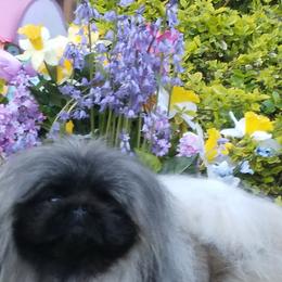 JULIEANNA - Pekingese