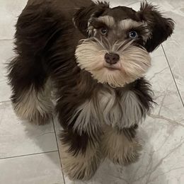Molly - Miniature Schnauzer