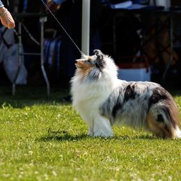 Shetland Sheepdogs from Rosmoor