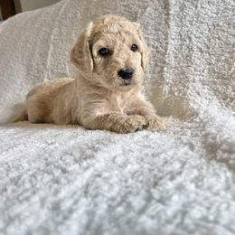 Bernedoodle Puppies from Bruce and Emma Doodles