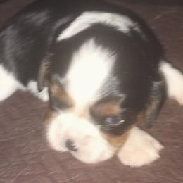 Oreo - Tri-color female Cavalier King Charles Spaniel puppy in Franklin, North Carolina from Cavaliers of the County Macon