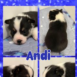 Andi - Black and white male American Corgi puppy in Fort Worth, Texas from King of Hearts Corgis