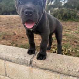 Grey female small white patch on chest grey collar - Gray female Cane Corso puppy in Cherry Valley, California from Liberty Corsos