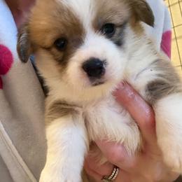 Cashew - Sable male Pembroke Welsh Corgi puppy in Atascadero, California from California Corgis and Kunes