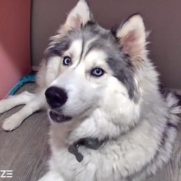 Angel - Siberian Husky