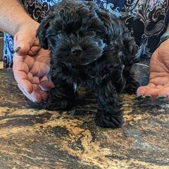 "Male Puppy Available Born 7-1-2022" Russian Tsvetnaya Bolonka Puppies from Debby's Bolonkas