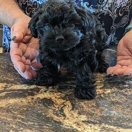 "Male Puppy Available Born 7-1-2022" Russian Tsvetnaya Bolonka Puppies from Debby's Bolonkas