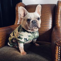 Lennon - French Bulldog