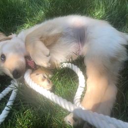 Golden Retriever Puppies from The Golden Court