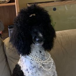 Elle - Poodle