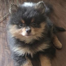 Nova - Blue and tan female Pomeranian puppy in Fresno, California from Pomi Mami Pomeranians