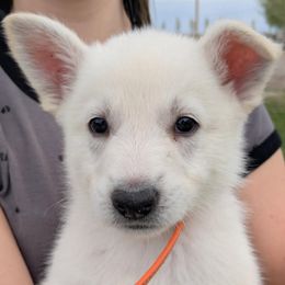 Boy 5 - White German Shepherd puppy in Tonopah, Nevada from Mercy's White Shepherds
