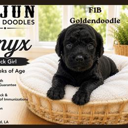 1400.00 Onyx: Black Collar - Black female Goldendoodle puppy in Raceland, Louisiana from Cajun Doodles