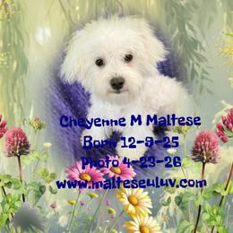 Cheyenne - White male Maltese puppy in Silverhill, Alabama from Malteseuluv’s Tiny Treasurers