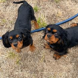 Gregory - Black and tan male Cavalier King Charles Spaniel puppy in Sterling, Colorado from Cavalier Companions CO.