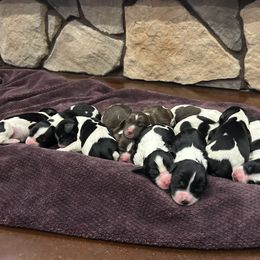English Setter and English Springer Spaniel Puppies from Little Sioux Kennel