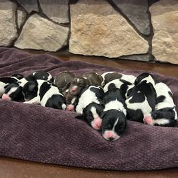 English Setter and English Springer Spaniel Puppies from Little Sioux Kennel