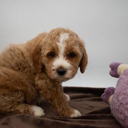 Sage Orange - Red  male Goldendoodle puppy in Lafayette, Alabama from Sweethaven Kennels