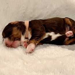 Girl 1 - female Cocker Spaniel puppy in Inman, South Carolina from Dees Cockers, LLC