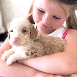 Abigail - Apricot female Aussiedoodle puppy in Orland, California from Shockley’s Elite Doodles