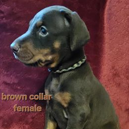 Doberman Pinscher Puppies from Kazimir Kennels of Indiana
