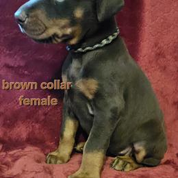Doberman Pinscher Puppies from Kazimir Kennels of Indiana